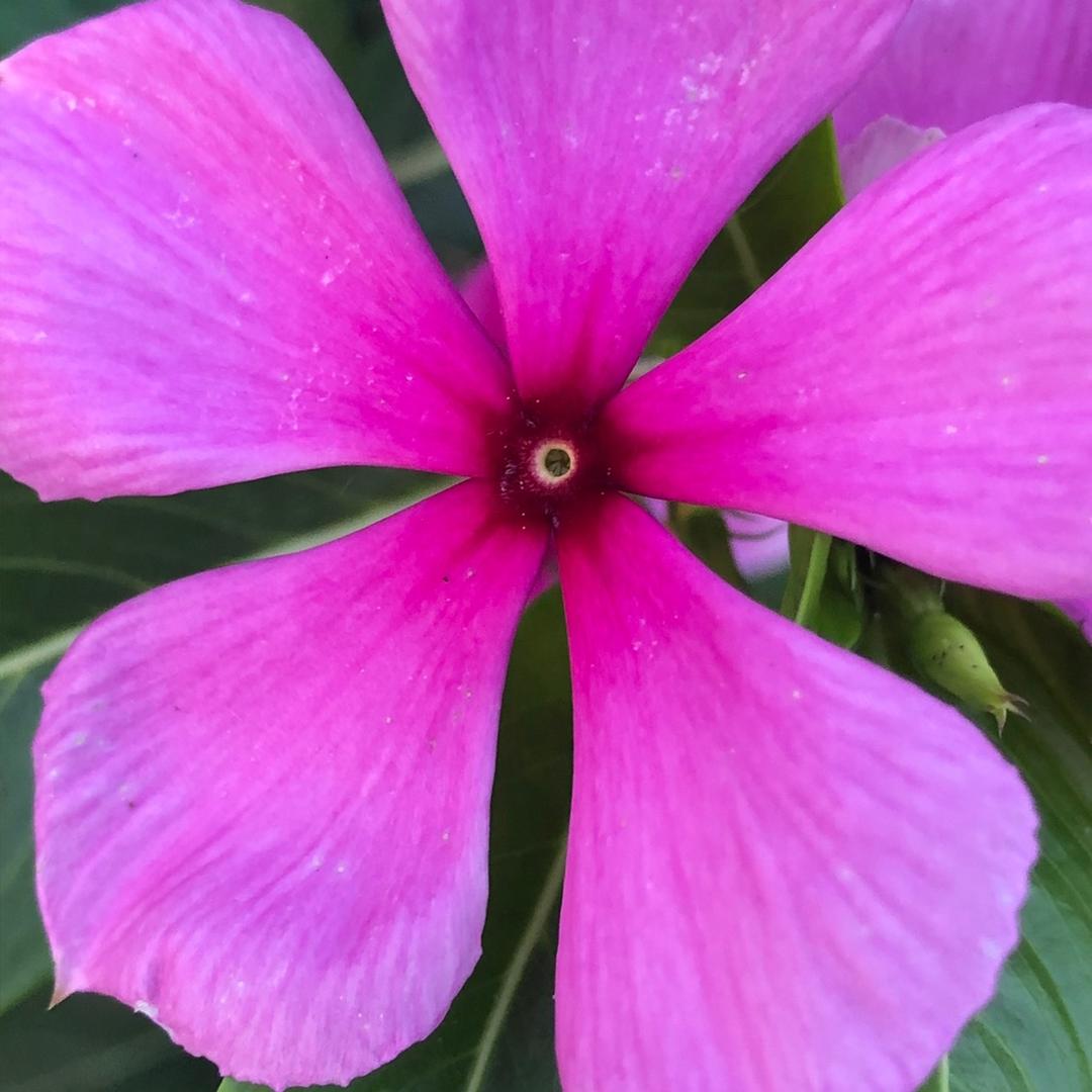 爱笛歌爱唱歌🎤🎤