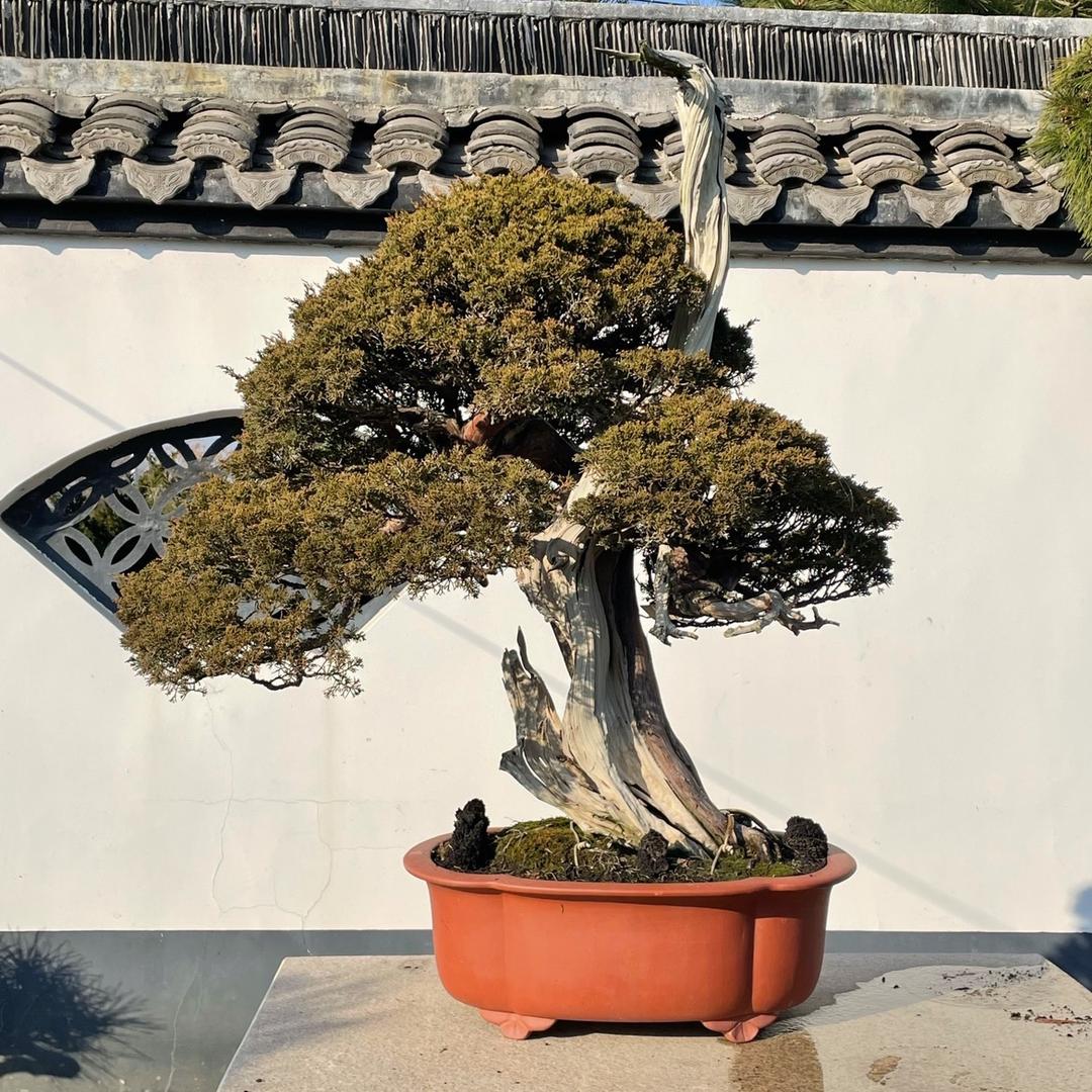 耕园盆栽（官官）