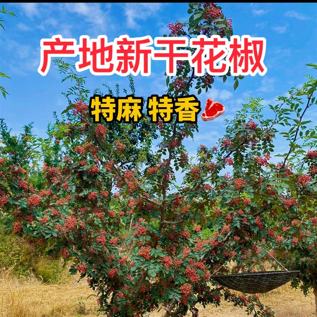 花椒年年红