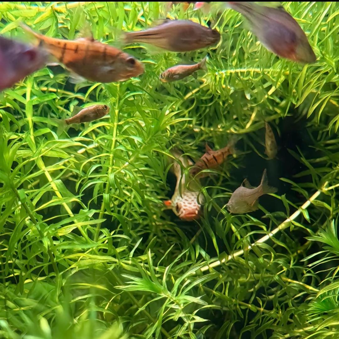 广丰马叔（有关必回）