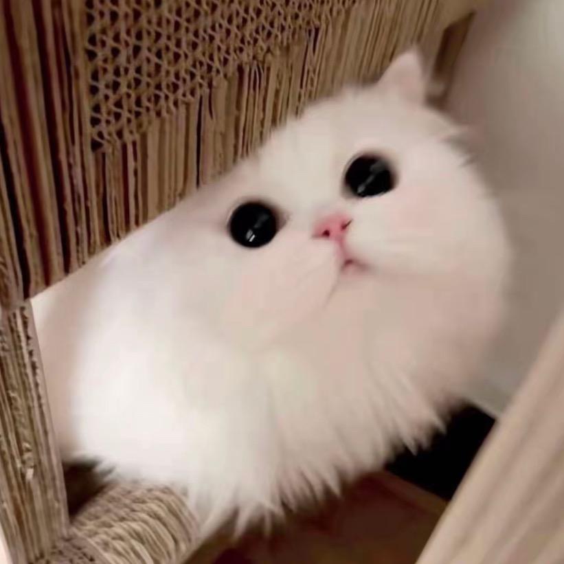 调侃