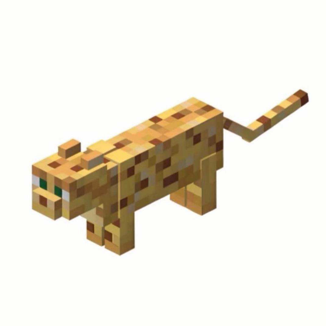萨比小猫