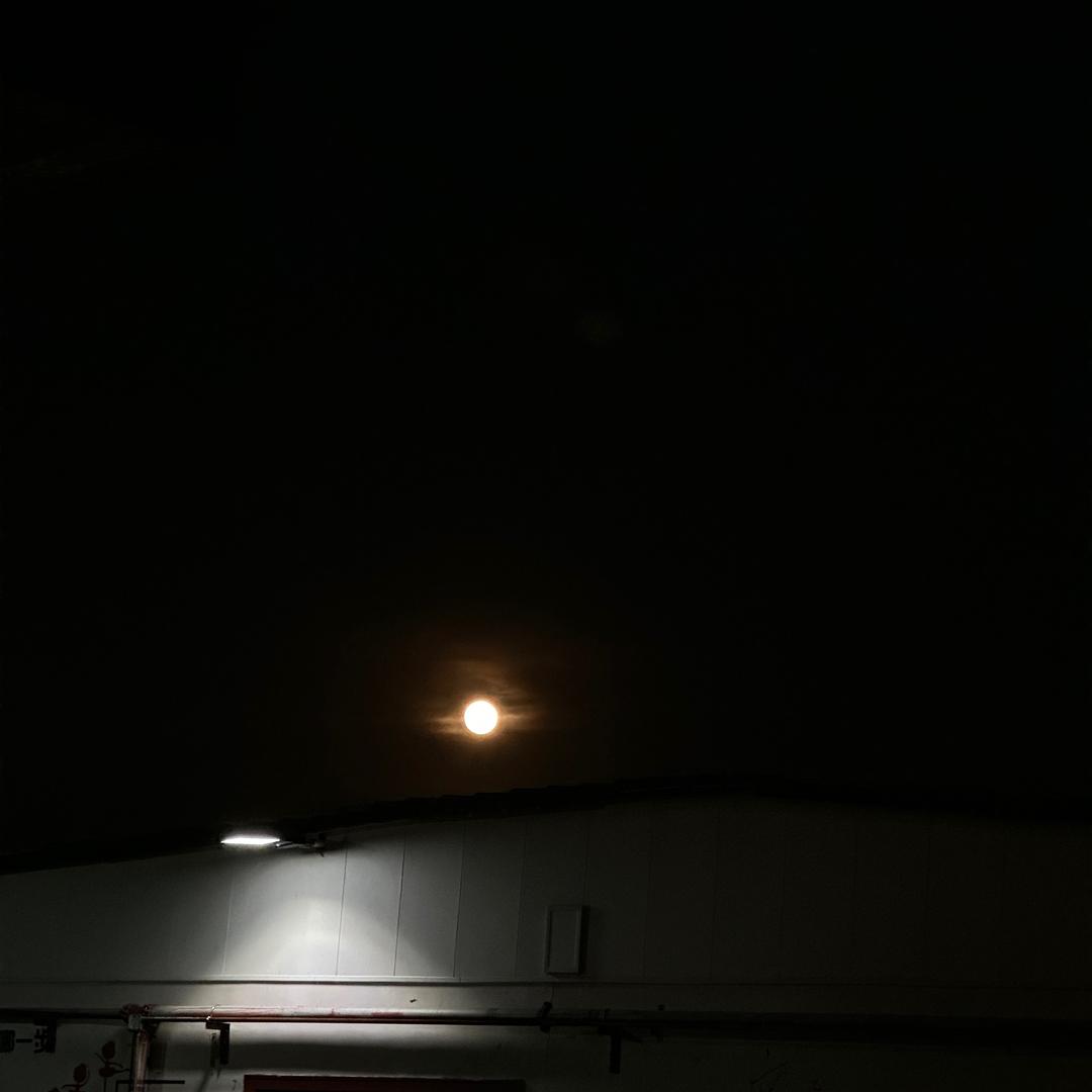花开富贵夜来香