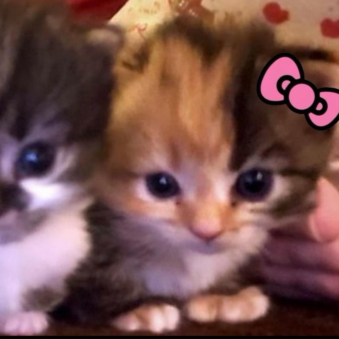 号主的善良型人格