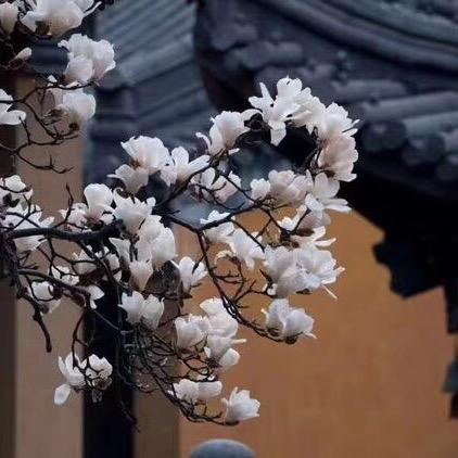 富贵吉祥