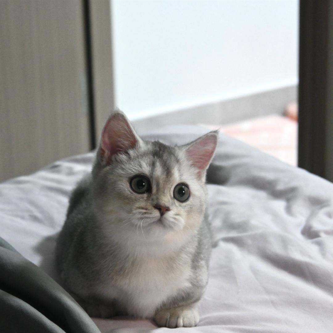 小猫叫点点