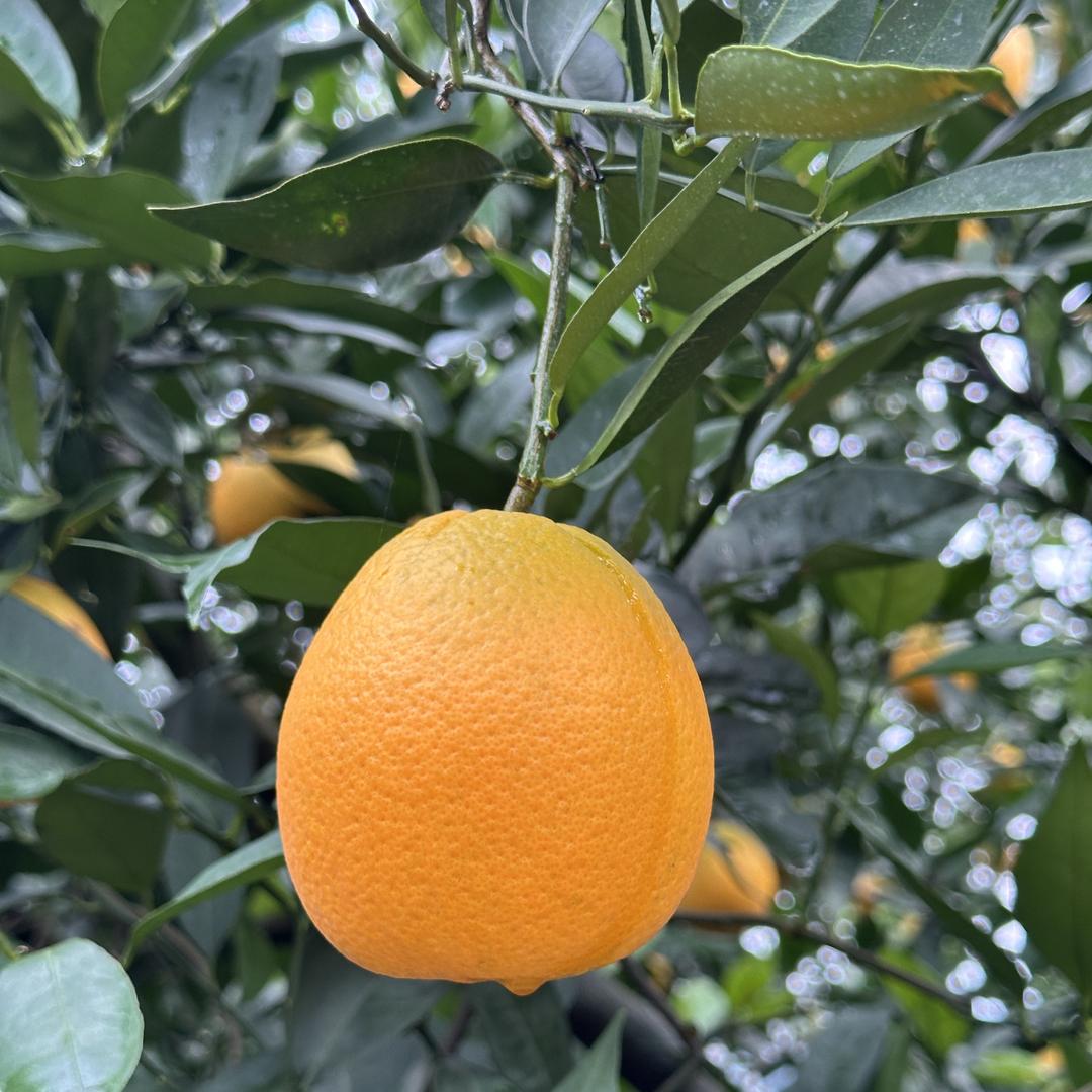 新鲜现摘奉节脐橙