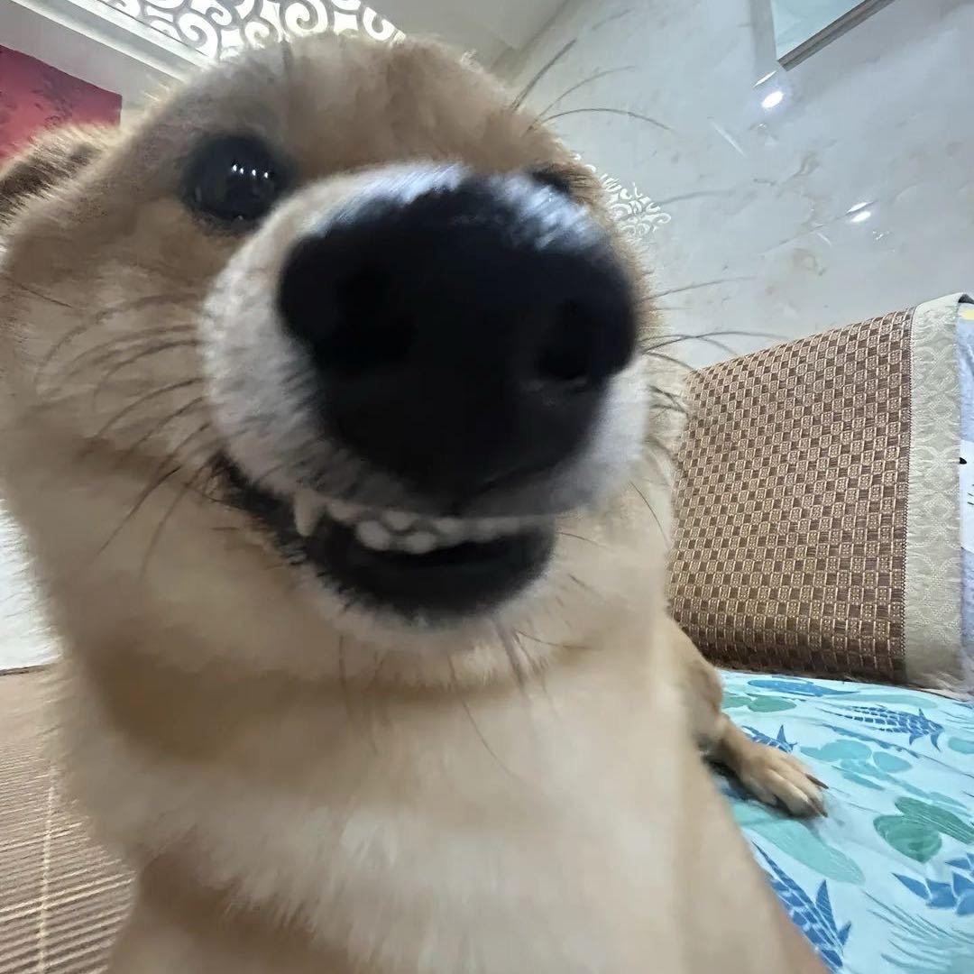 官方不让我叫可乐先生