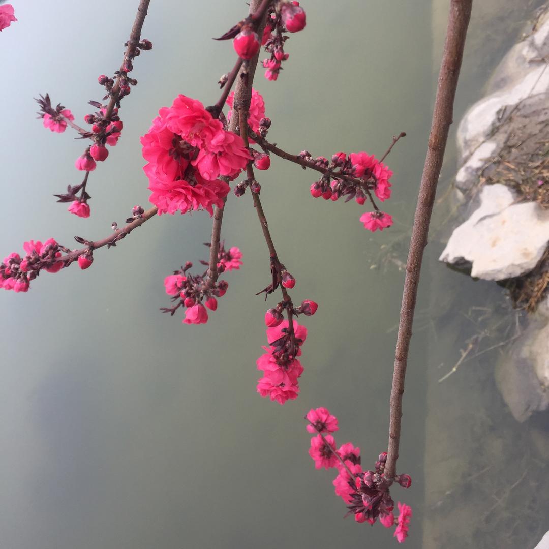 🍀 若遇浅香