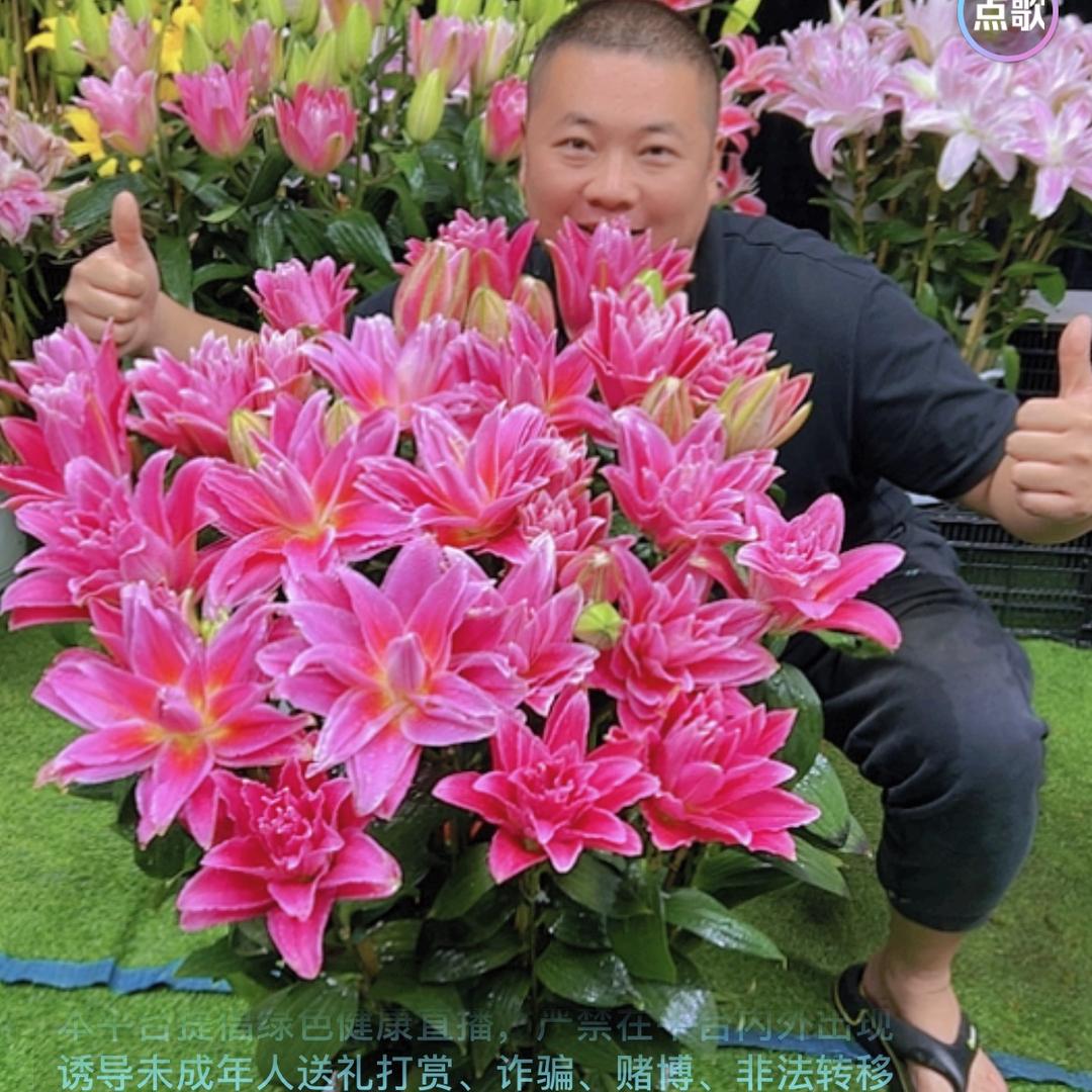 离离草花卉