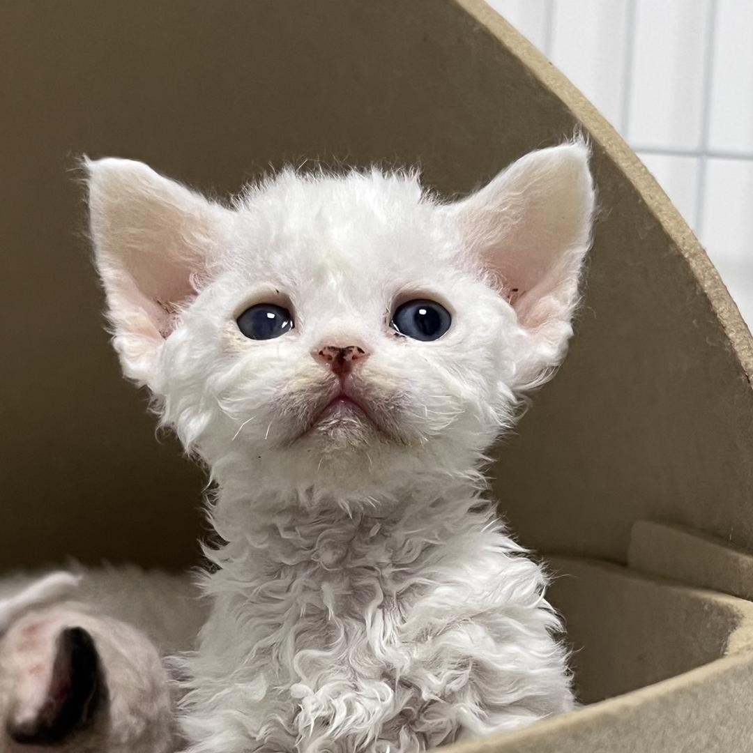 只白德文卷毛猫(清猫中)