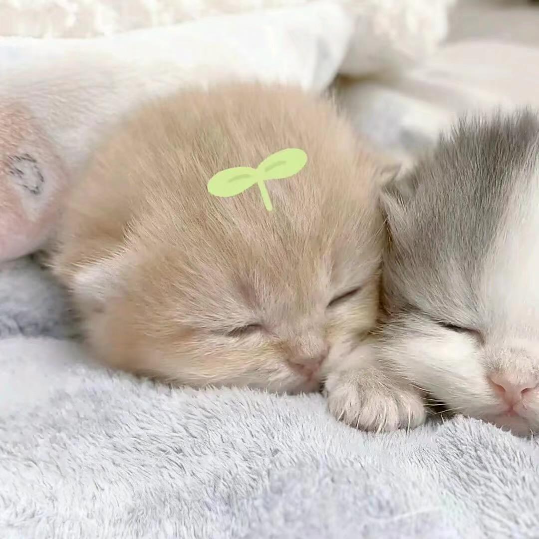 我的思悦最可爱