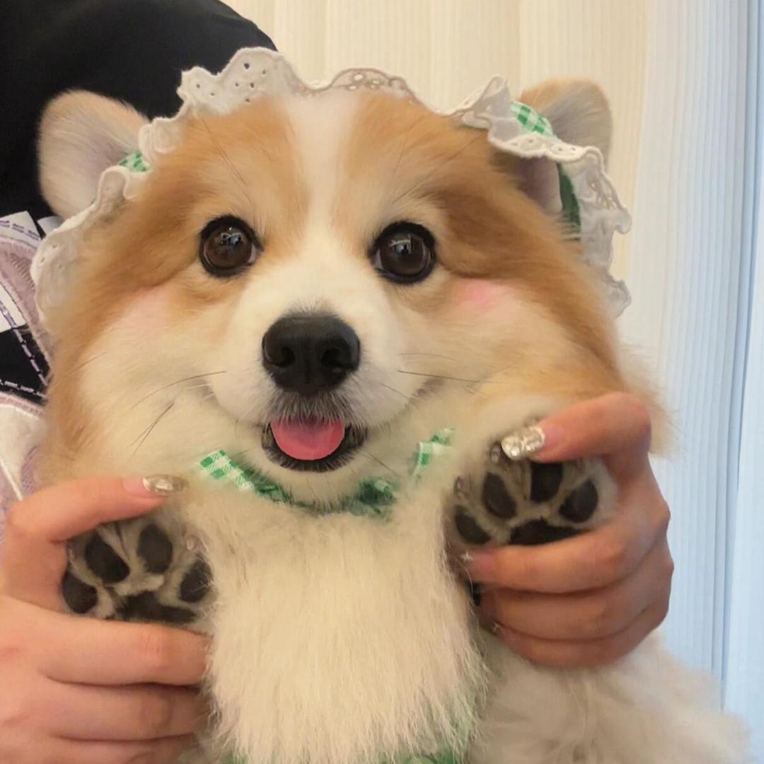 科学养狗～苗老师