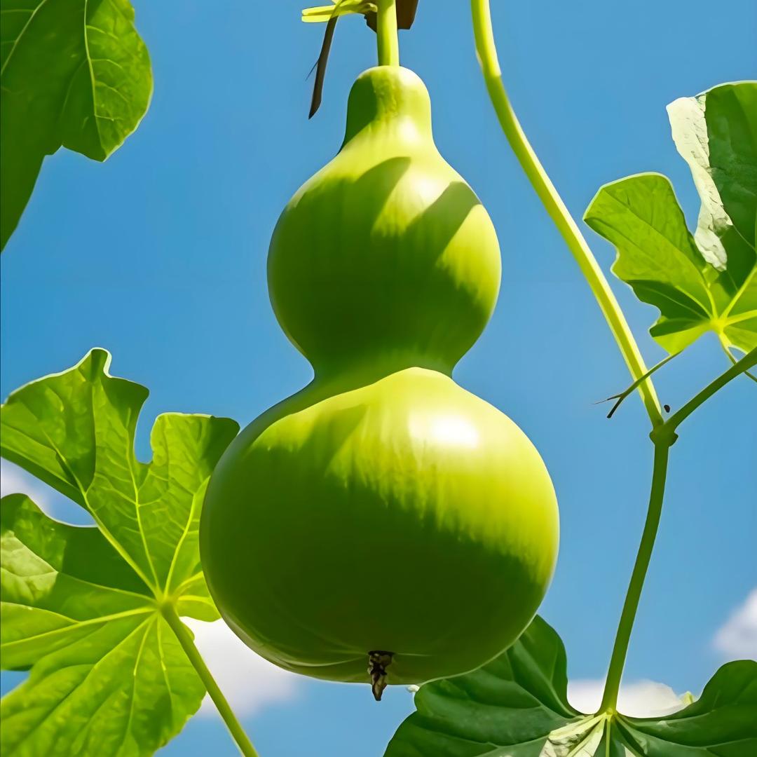 星辰葫芦小铺