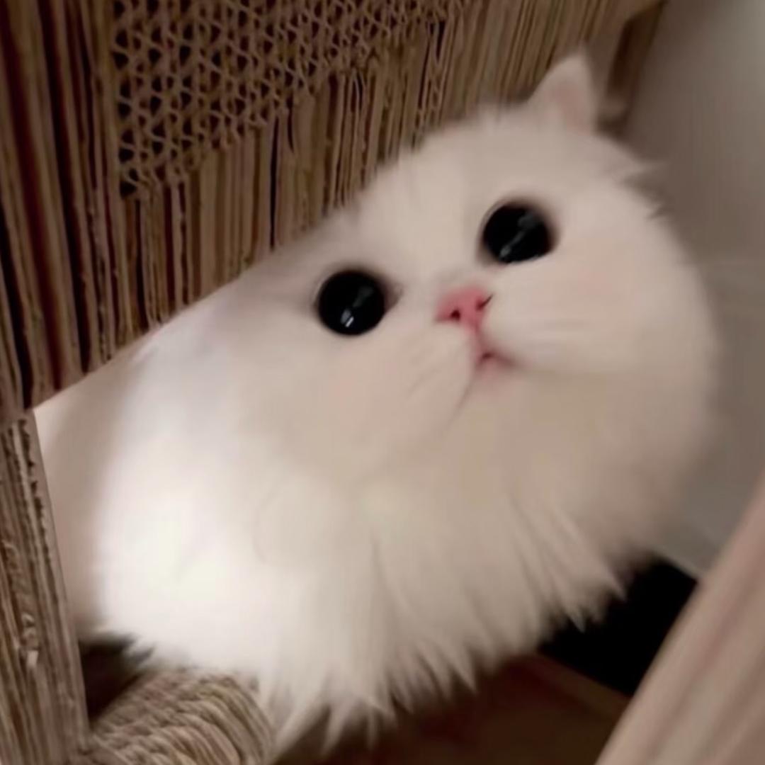 乖甜小蛮（看到我请提醒我喝水