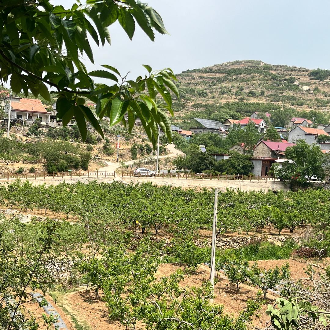 研究生晶晶🍑（卖梨版）