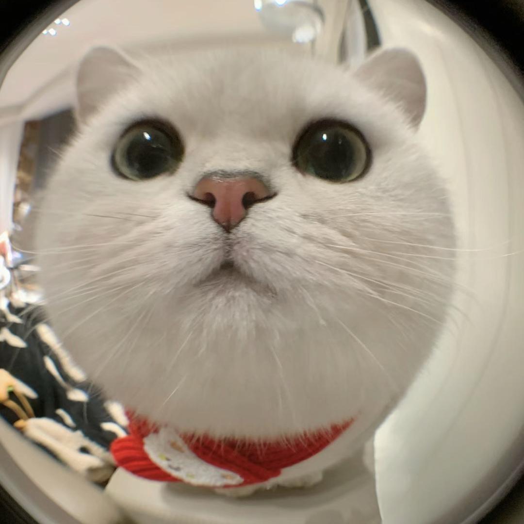 萧耶吃什么（大脸猫🐱）