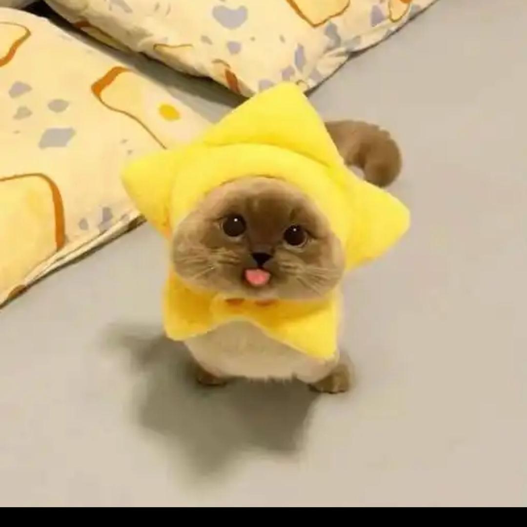 是哪哪吖