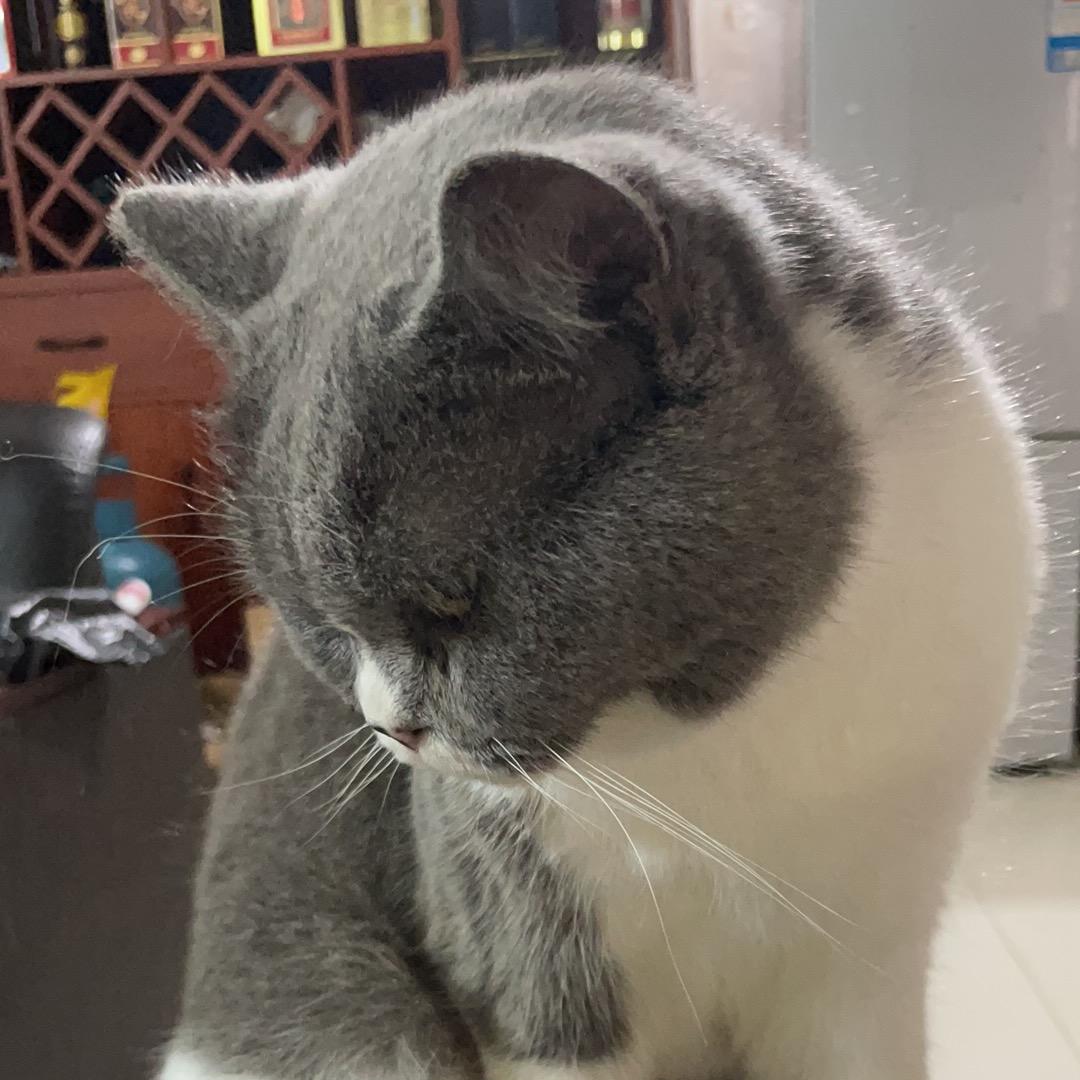 它叫呆呆