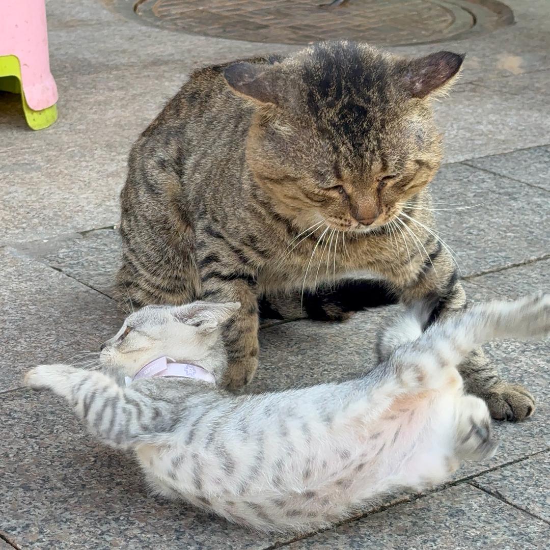 兴化手机小王（苹果华为vivoOPPO）