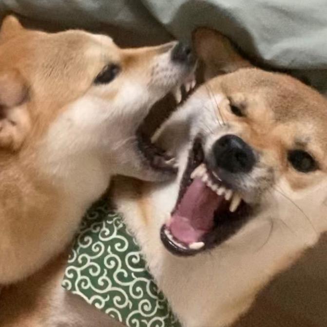 三狗组老大