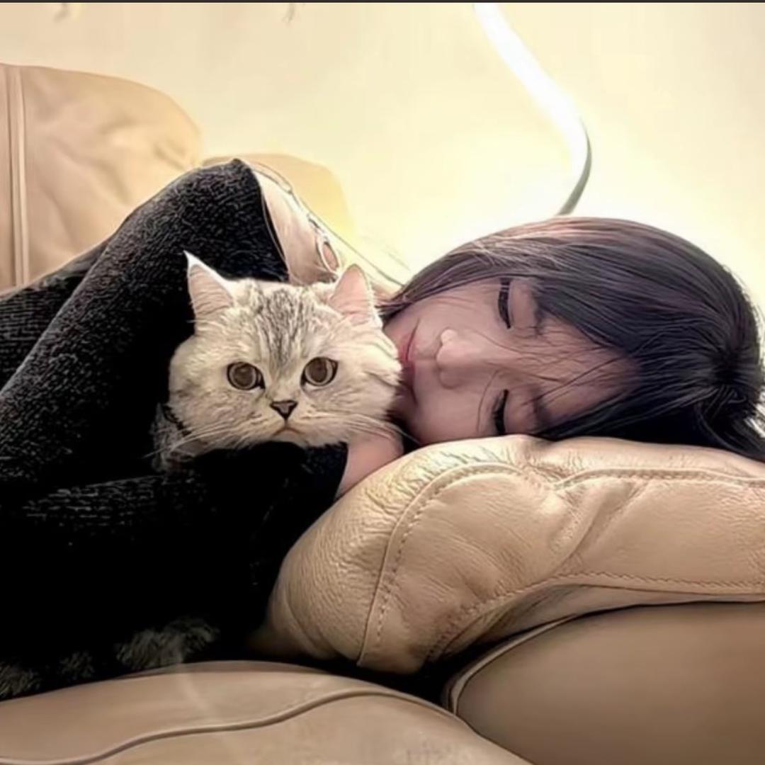 波斯猫