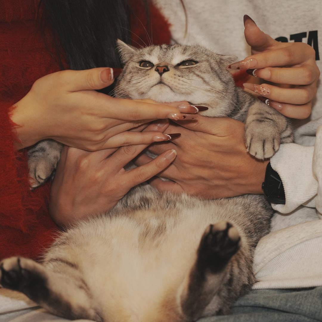 欢宝的猫奴必修课