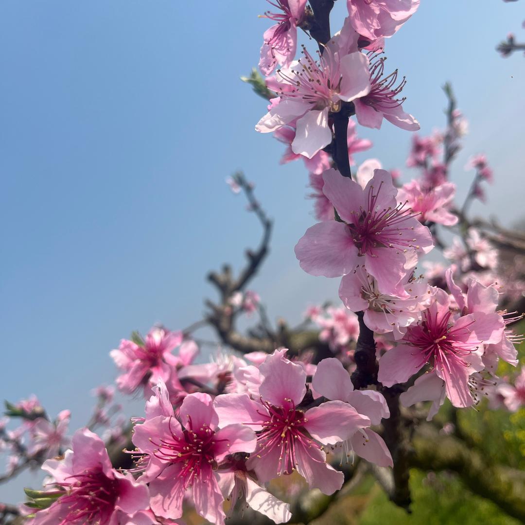 镇宁农产品出山执行官
