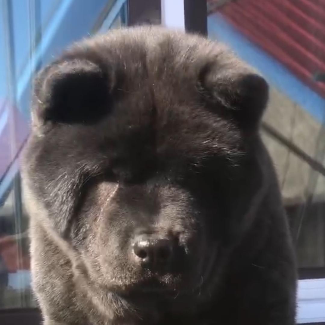 阿旺 五红犬 五黑犬