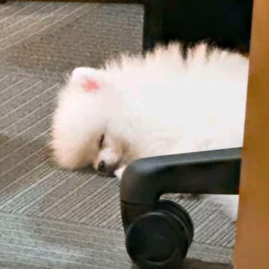 橙橘猫🐈（即将见伯贤版）