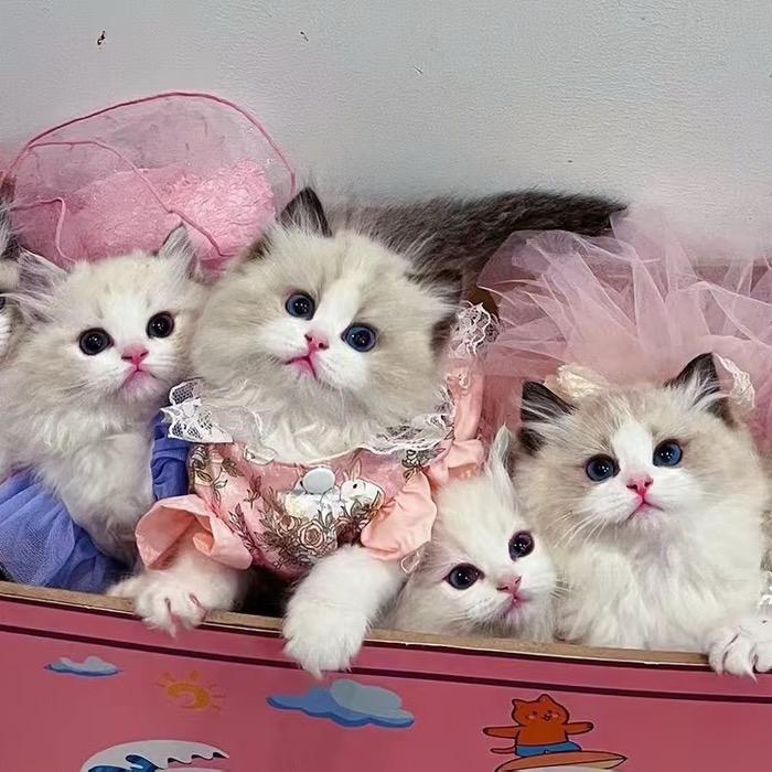 小金喜布偶猫