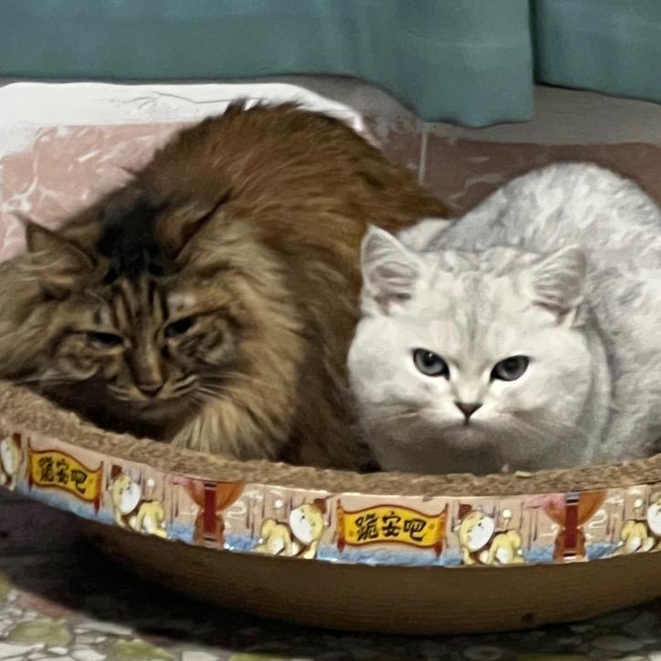 红烧小肥牛（无畏契约）