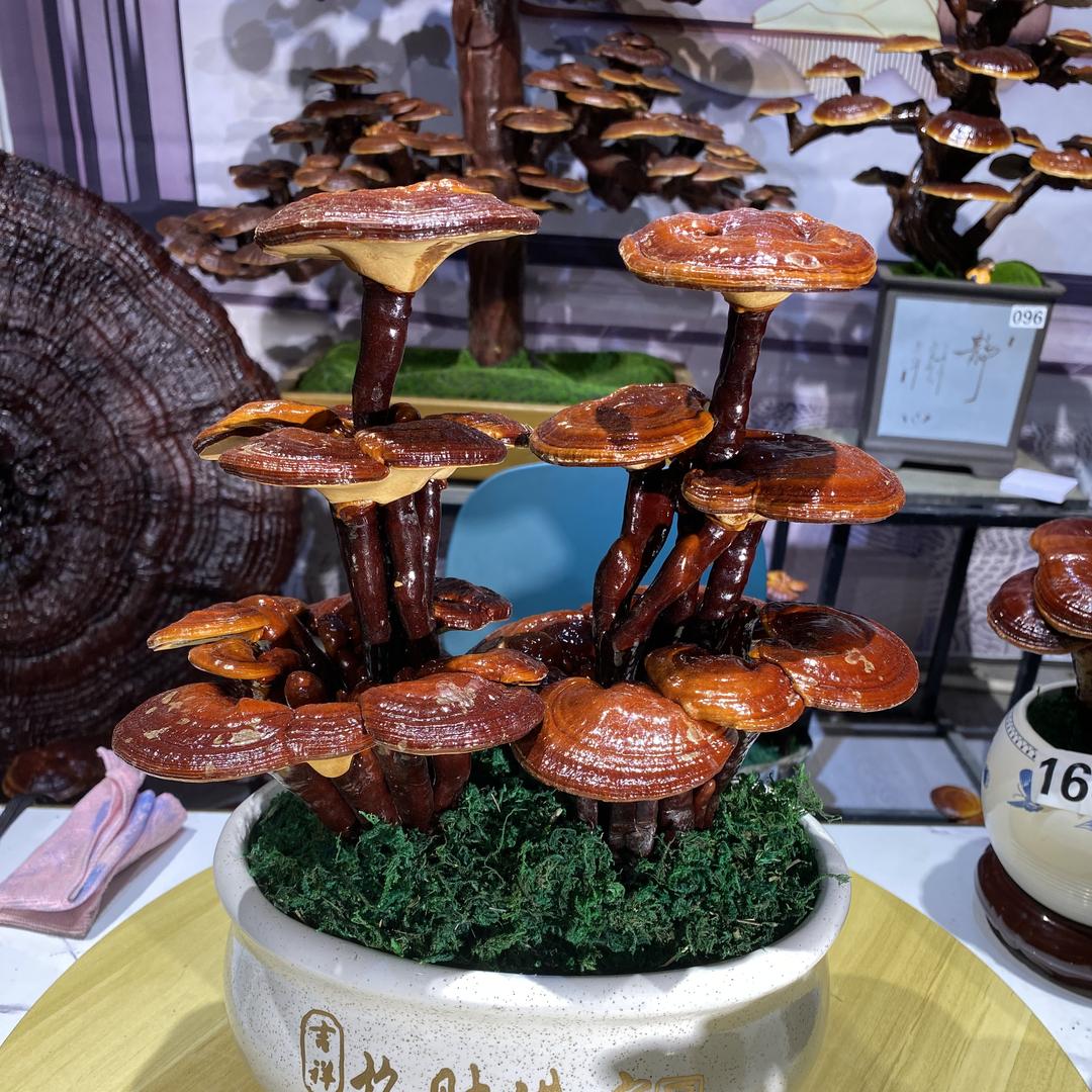 灵芝盆景生活坊