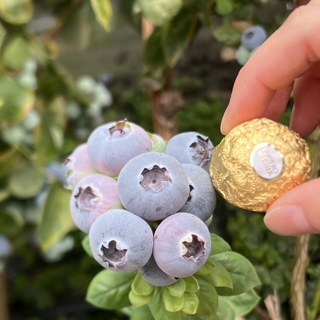 星禾众旺果树苗木专营店