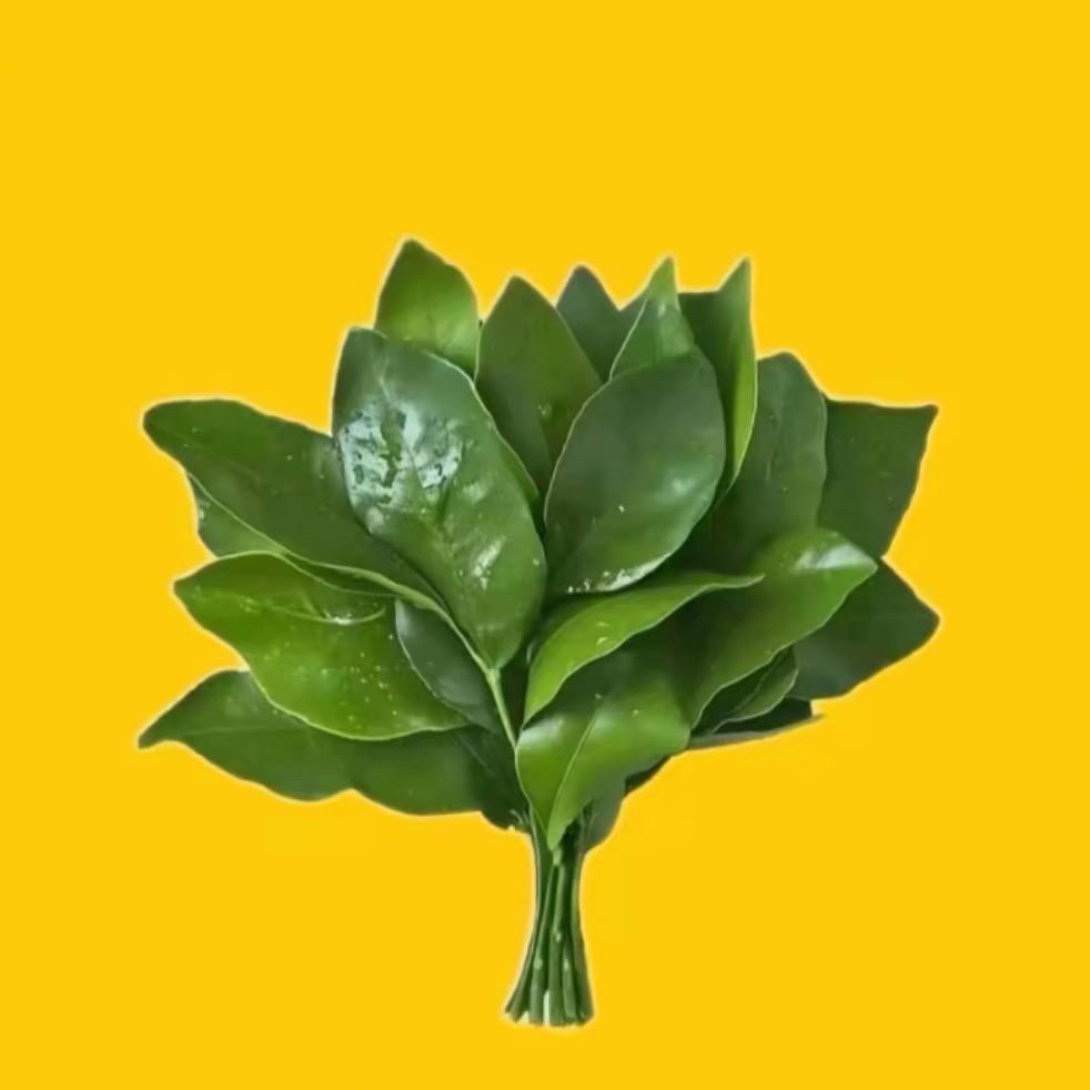 酱酱