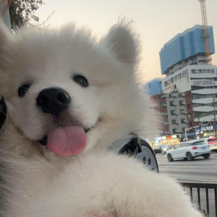 馒头爱捣蛋