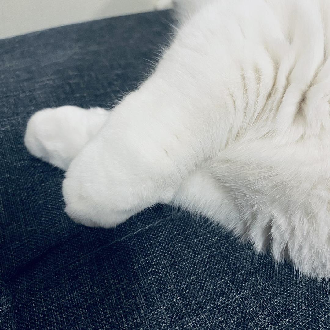 憨狮萌兔