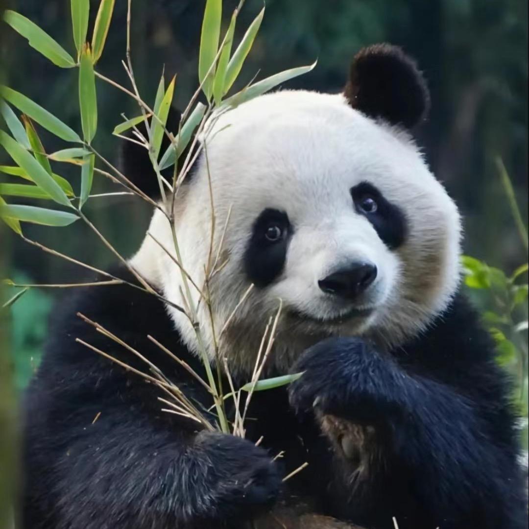 刘桐