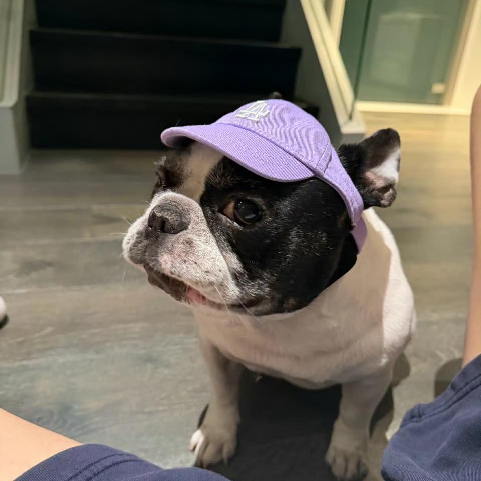 土豆豆芽土豆粉