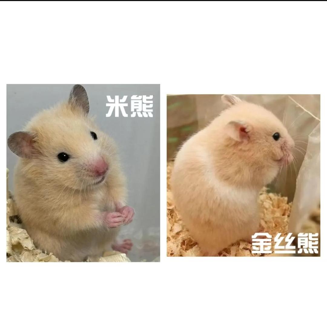 深海🐟