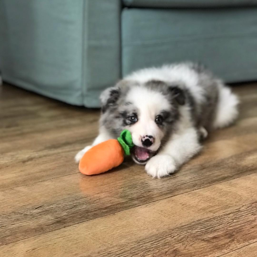 拿铁不是咖啡🐶