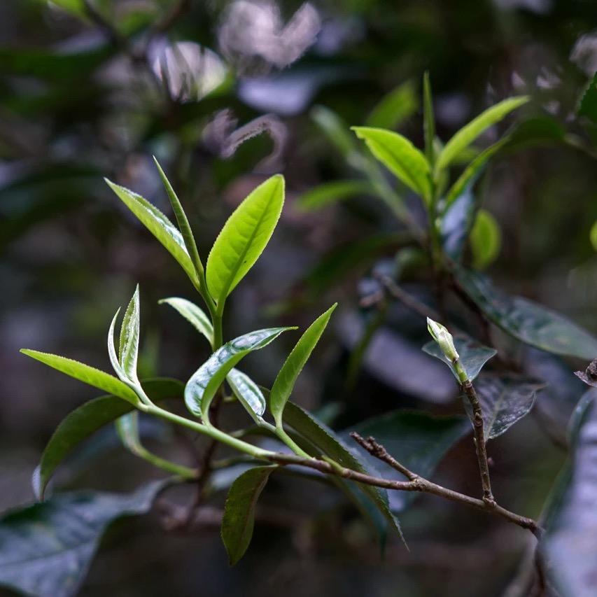 卖普洱茶的.钟先生🍵
