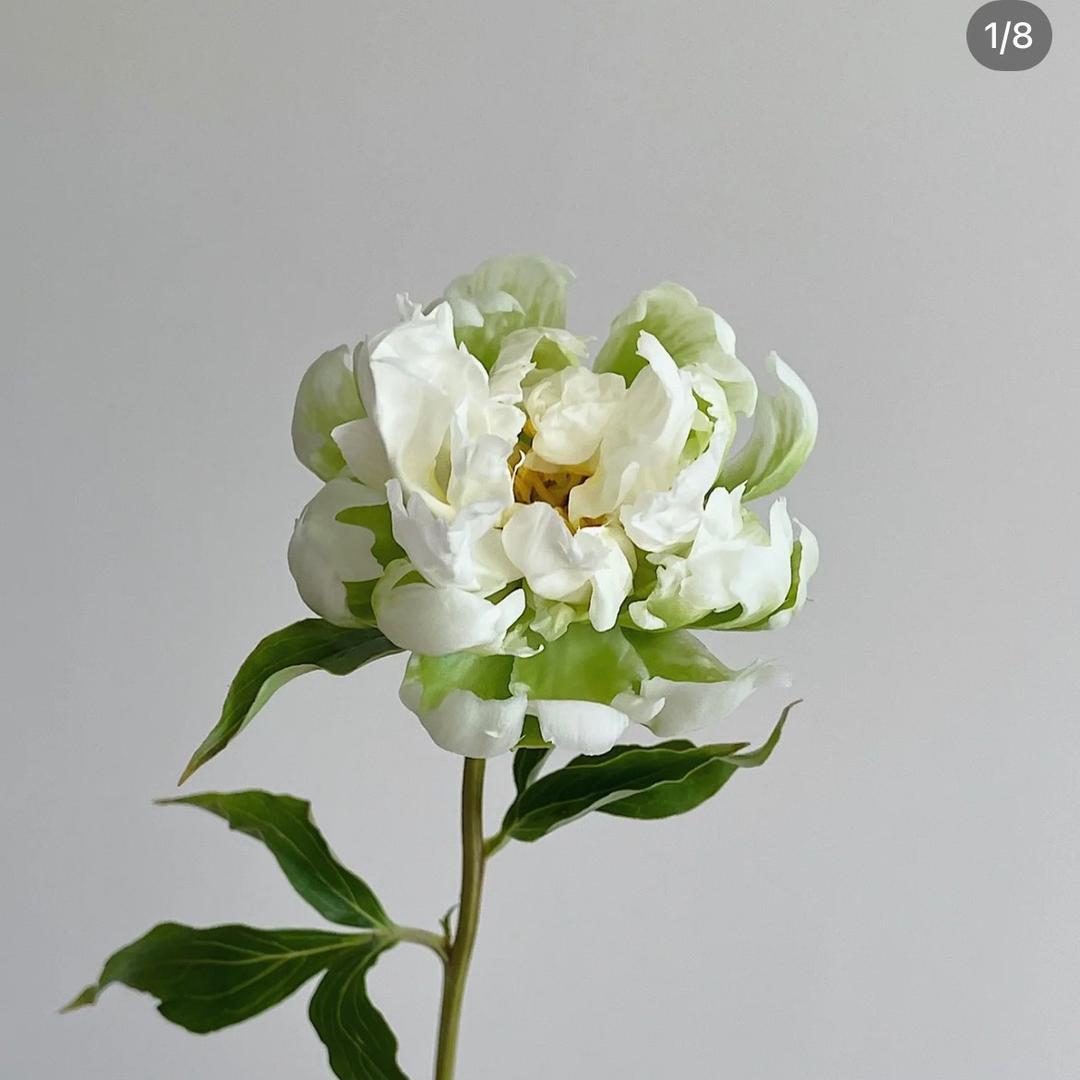豌豌豆豆豆豆