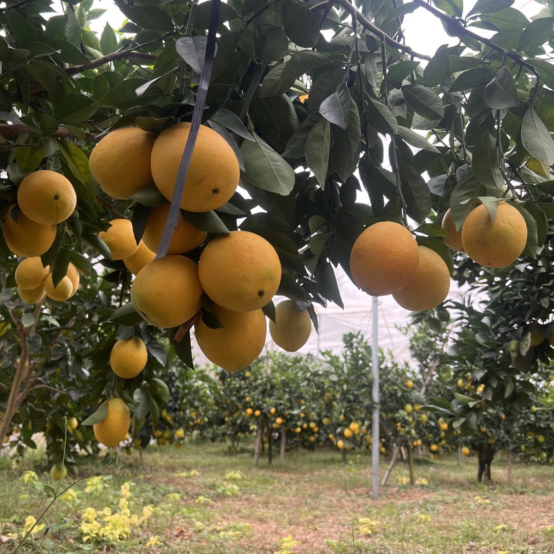 橙心橙意赣南果🍊