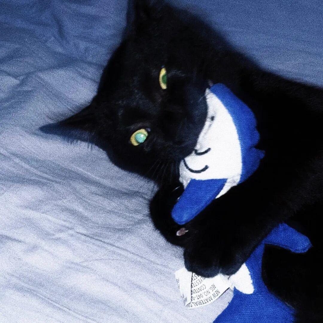 小猫搓手核弹引爆地球