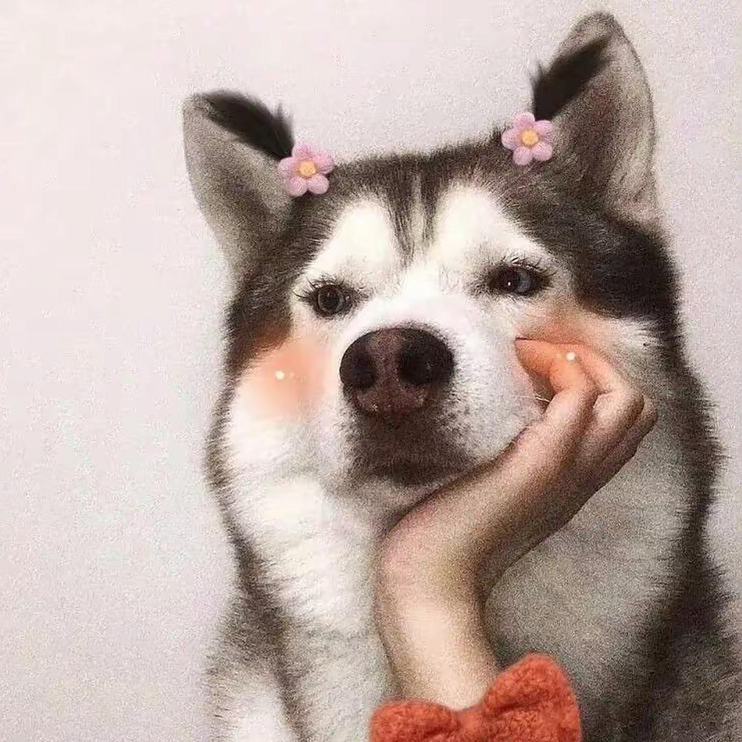 🙈胡八一它爹🙈