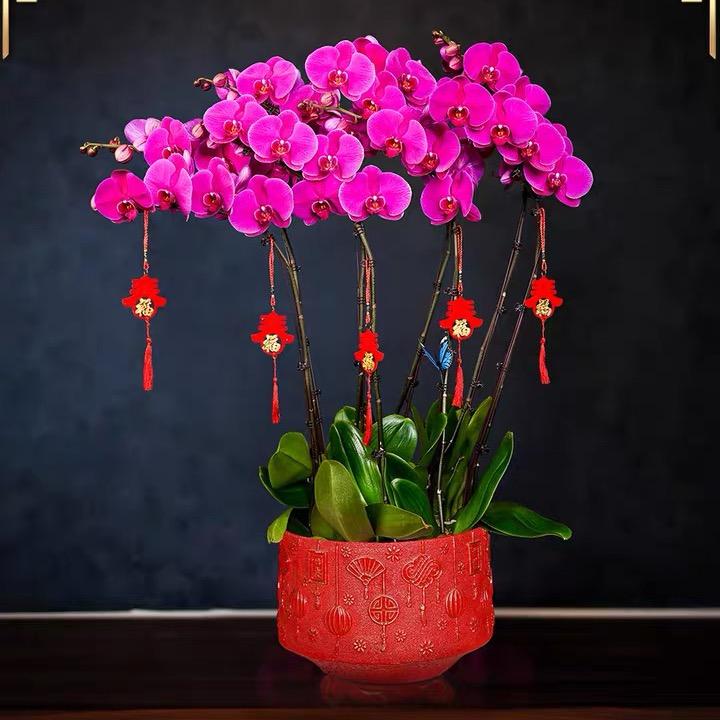 yanghuabaike