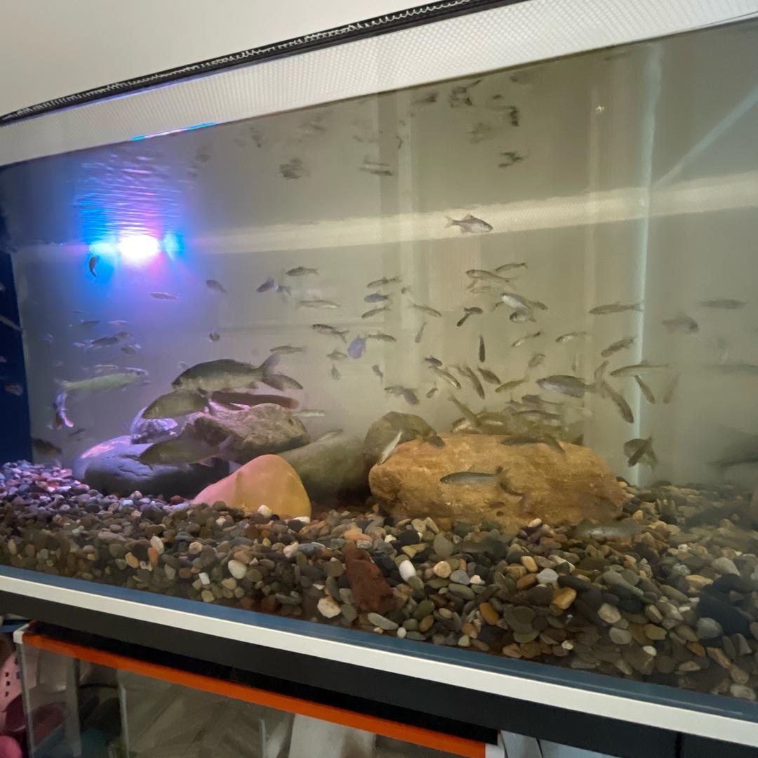 freedom飞叶溪钓·露营