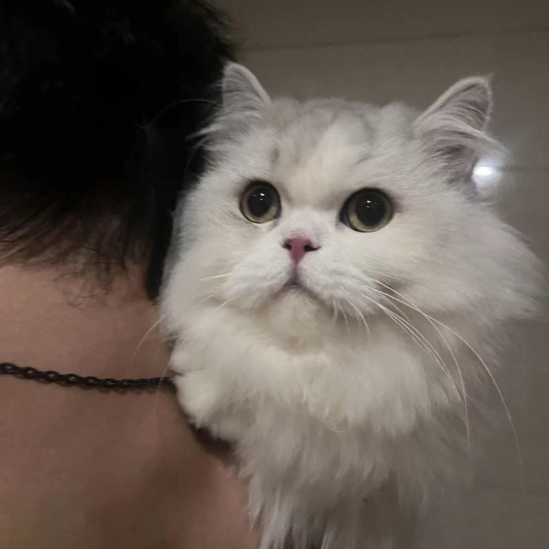 泡泡不爱干净