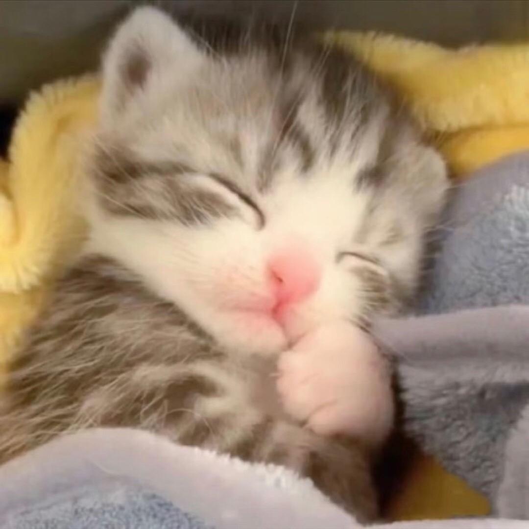 小猫就是全世界